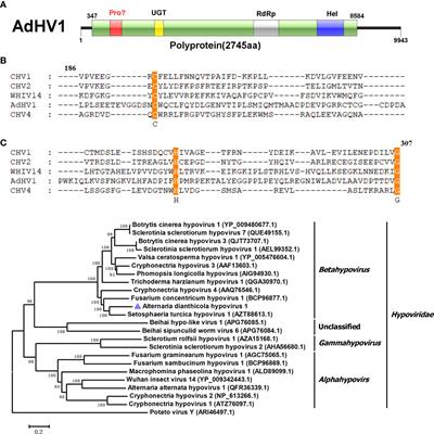 Novel and diverse mycoviruses co-infecting a single strain of the phytopathogenic fungus Alternaria dianthicola